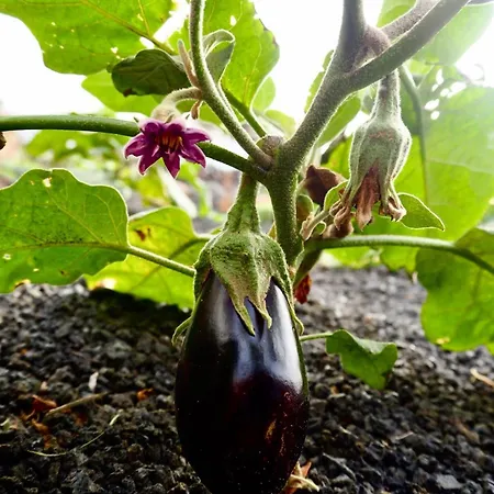 Casa Jenabe Βίλα